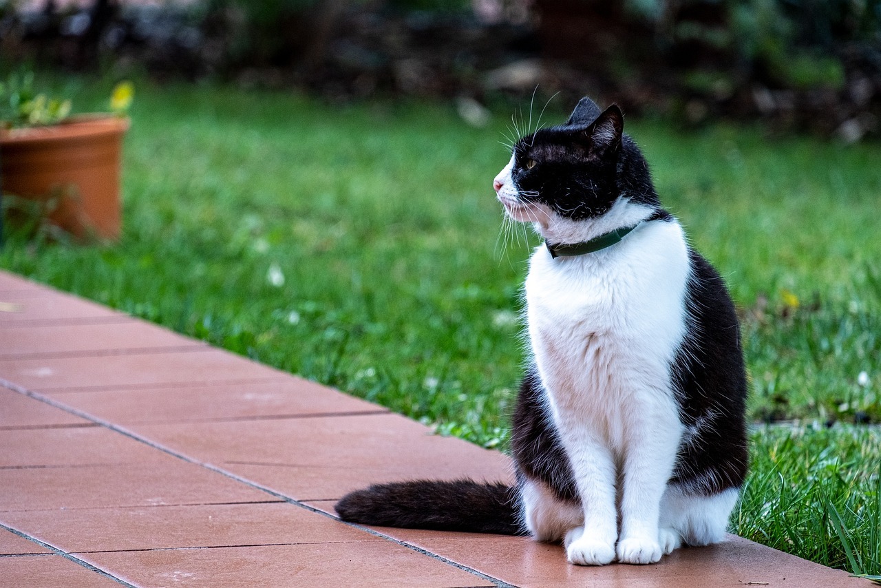 Les Avantages d'un Collier GPS pour Chat